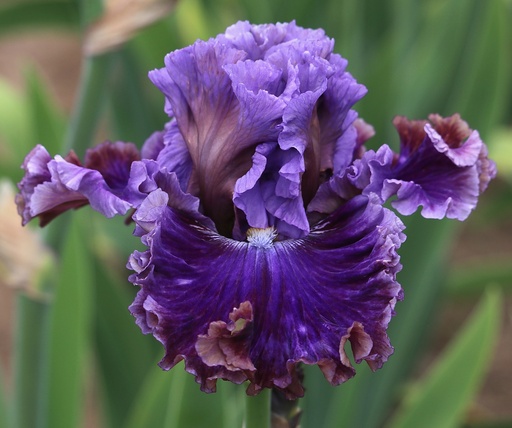 Shop | Mid-America Garden